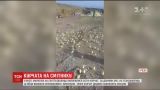У грузинському місті Марнеулі на сміттєзвалищі вилупилися сотні курчат