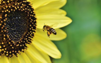 Що робити, якщо вас вкусили бджола, оса або шершень