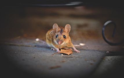 "Заверните мне эту мышку": в Харьковской области в витрине магазина с колбасой заметили грызуна