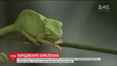 В Киевском зоопарке родились хамелеоны