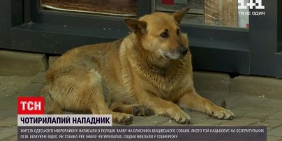 Новости Украины: одесситы восстали против своего соседа, потому что его пес калечит других собак