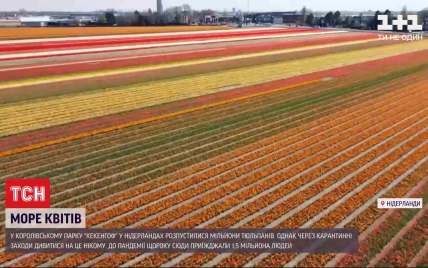 У Нідерландах пустують поля тюльпанів, які збирали мільйони відвідувачів