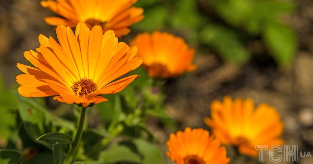 Как приготовить полезное для кожи масло из календулы