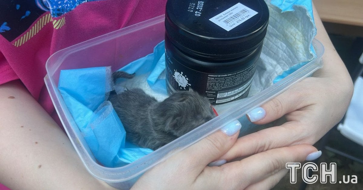 котенок
