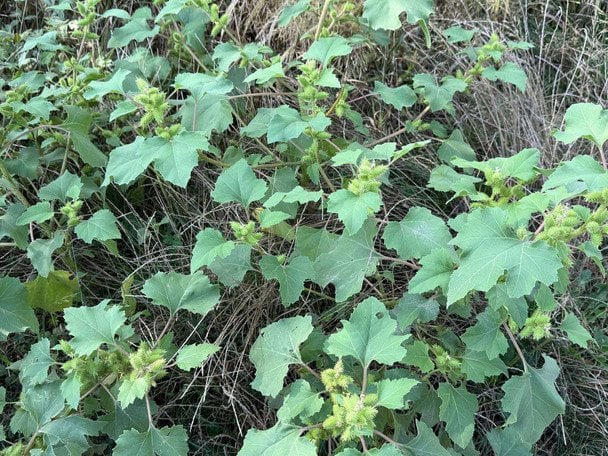 Нетреба звичайна. Фото: Нижньодністровський національний природний парк