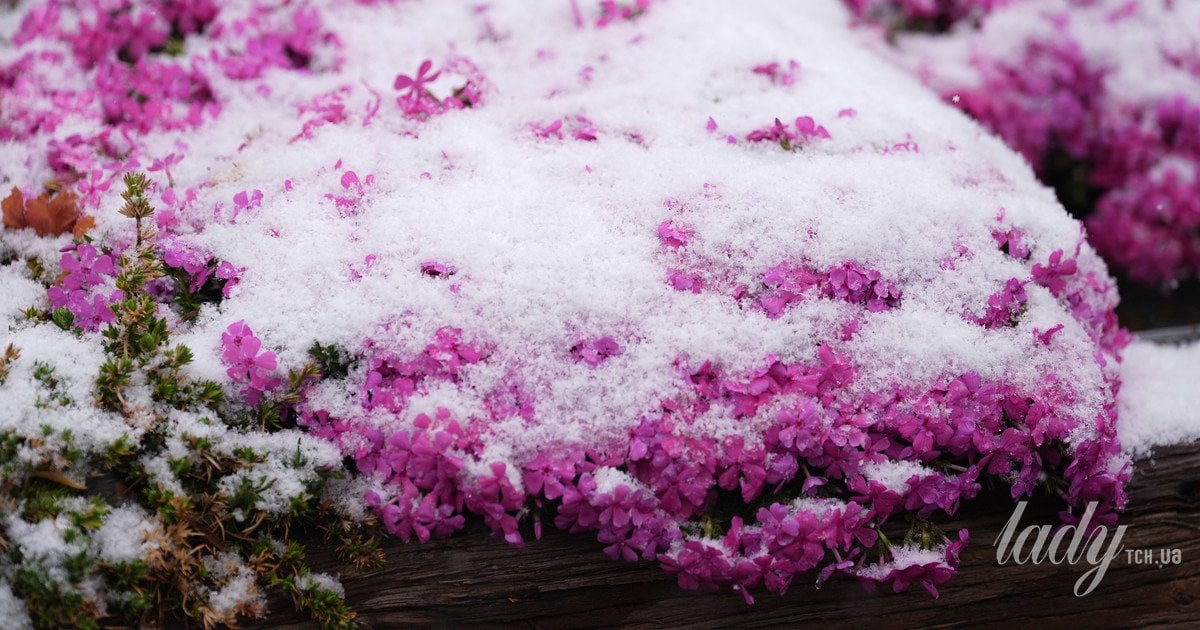 Як врятувати сад від морозів — легкі та перевірені методи