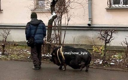 В Киеве на Отрадном мужчина выгуливает огромную черную свинью на поводке: что известно