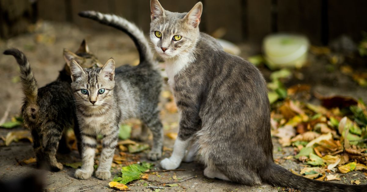 Другая кошка. Коты ссорятся. Коты ругаются. Котенок ругается.