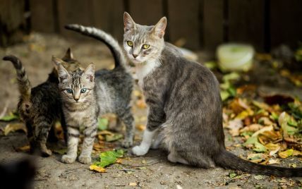Заражені коти можуть передавати COVID-19 іншим представникам свого виду - дослідження