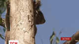 Австралийские коалы успешно выздоровели после нападения собак