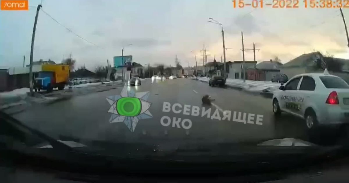 В Хакове таксист сбил собаку и просто поехал дальше (видео 18+)