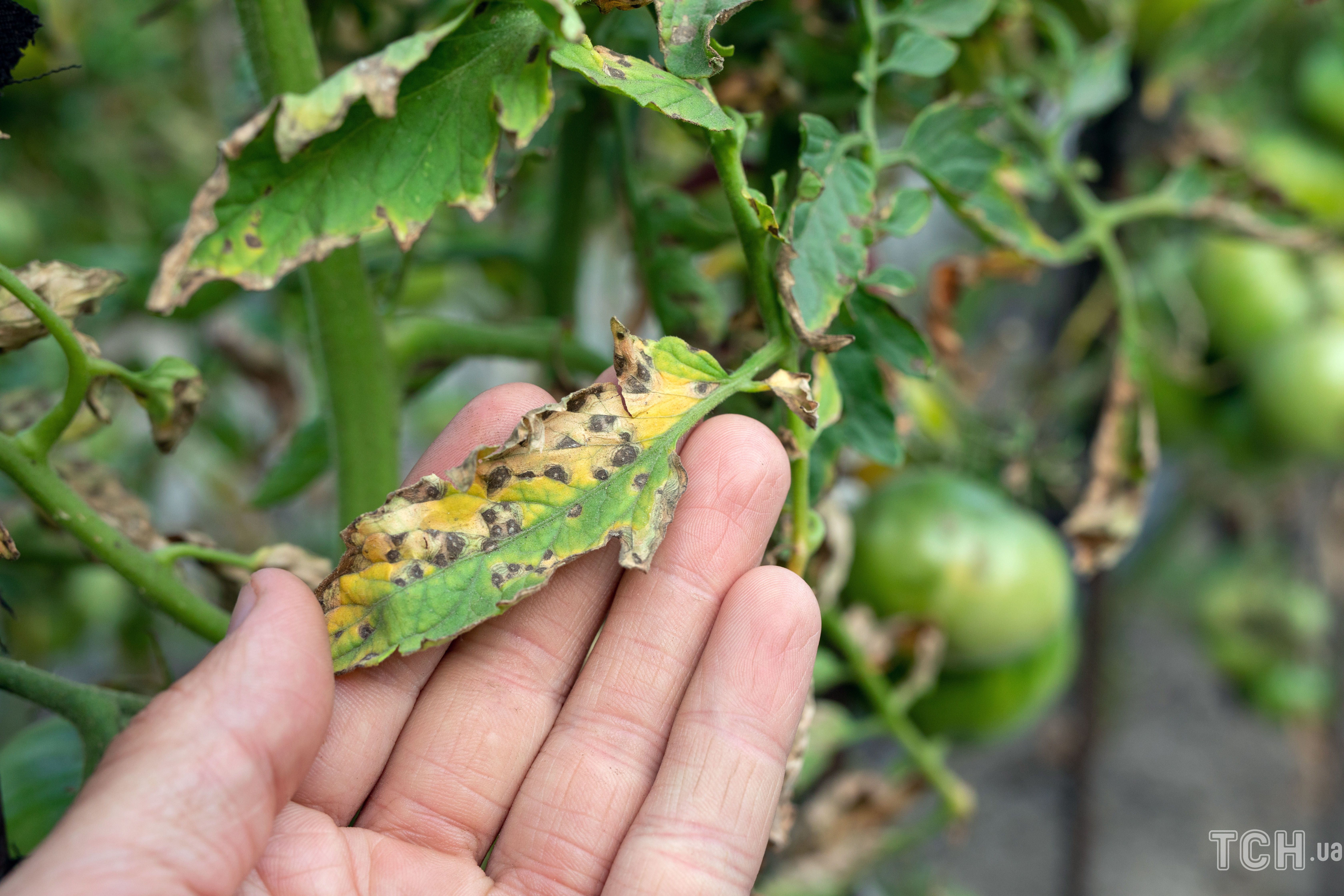 Черные пятна на помидорах в открытом. Черные пятна на помидорах в открытом. Черные пятна на помидорах в открытом. Черные пятна на помидорах в открытом. Скручиваются листья у томатов.