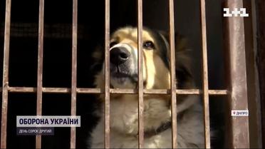 Через війну тисячі чотирилапих втратили домівки або загубилися
