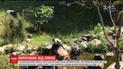У Китаї панди рятуються від спеки у прохолодних ваннах
