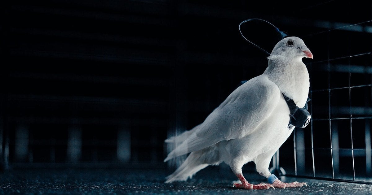 Российская компания заявила о промышленном внедрении управляемых голубей-биодронов