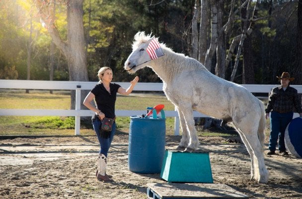 Кінь Грінго / © Guinness World Records