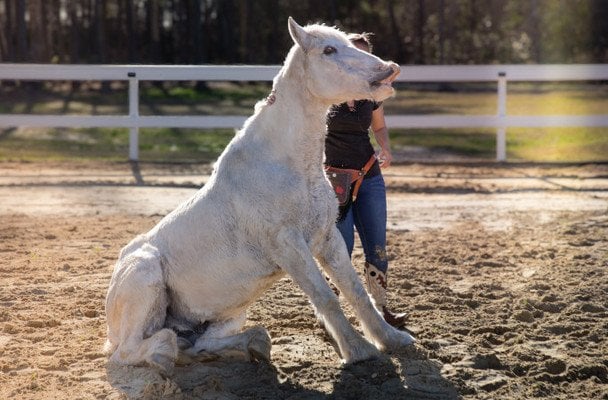 Кінь Грінго / © Guinness World Records