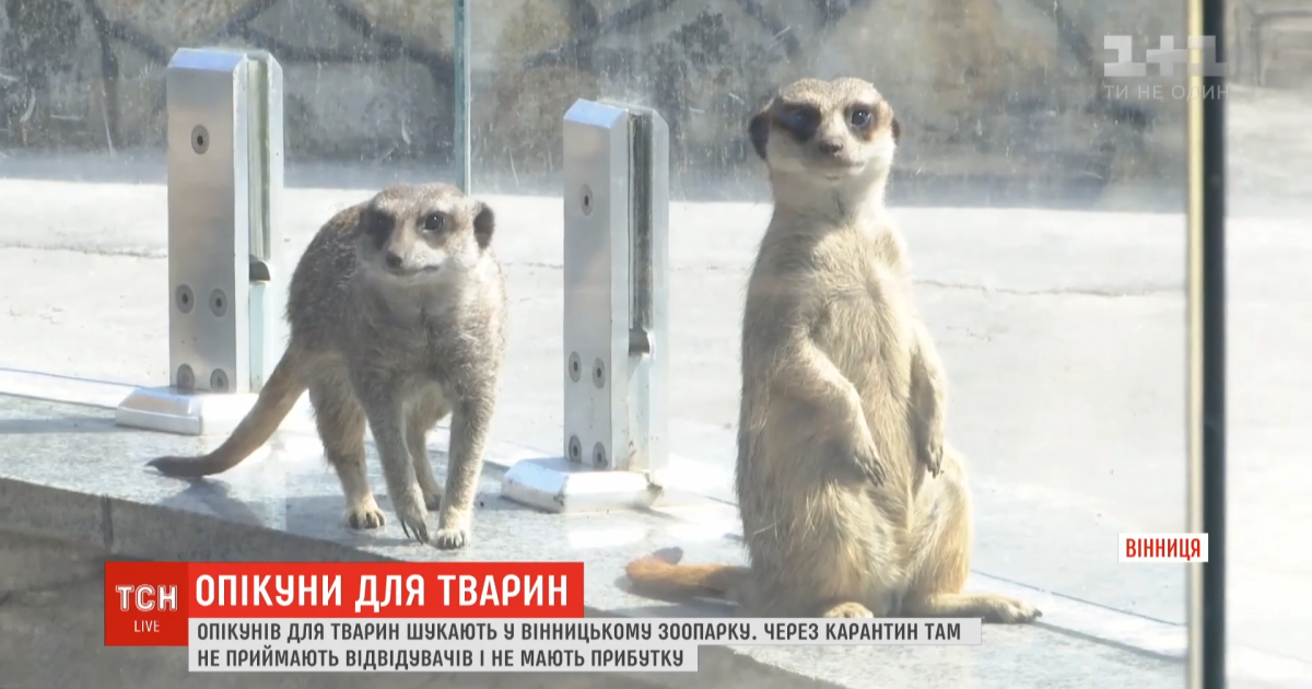 Сурикаты, медведи и страусы: в Винницком зоопарке предлагают взять под опеку зверей и птиц