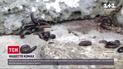 Жителів Рівненської області атакують багатоніжки