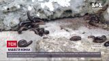 Жителів Рівненської області атакують багатоніжки