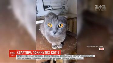 40 кошек и собаку покинула жительница столицы в арендованной однокомнатной квартире