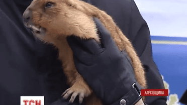 Цьогоріч байбак Тимко передбачив не лише погоду, а й курс американського долара