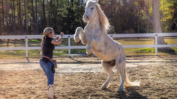 Кінь Грінго / © Guinness World Records