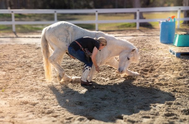 Кінь Грінго / © Guinness World Records
