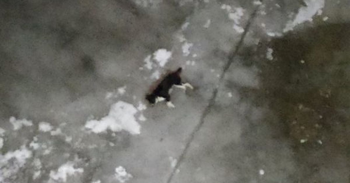 Умерла, примерзнув в крови ко льду: в Чернигове правоохранители разыскивают причастных к убийству собаки