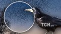 Жуткое кружение грачей над Киевом/Коллаж ТСН.ua
