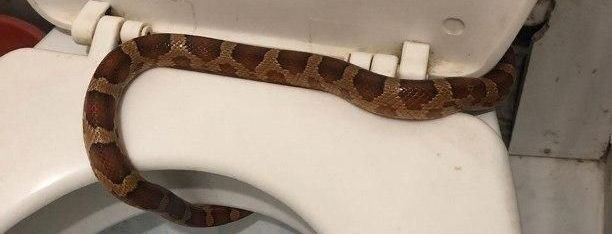 У Росії мешканка багатоповерхівки знайшла змію просто у власному туалеті