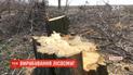 На Херсонщині назріває екологічна катастрофа через вирубку лісосмуг