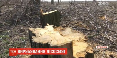 На Херсонщині назріває екологічна катастрофа через вирубку лісосмуг