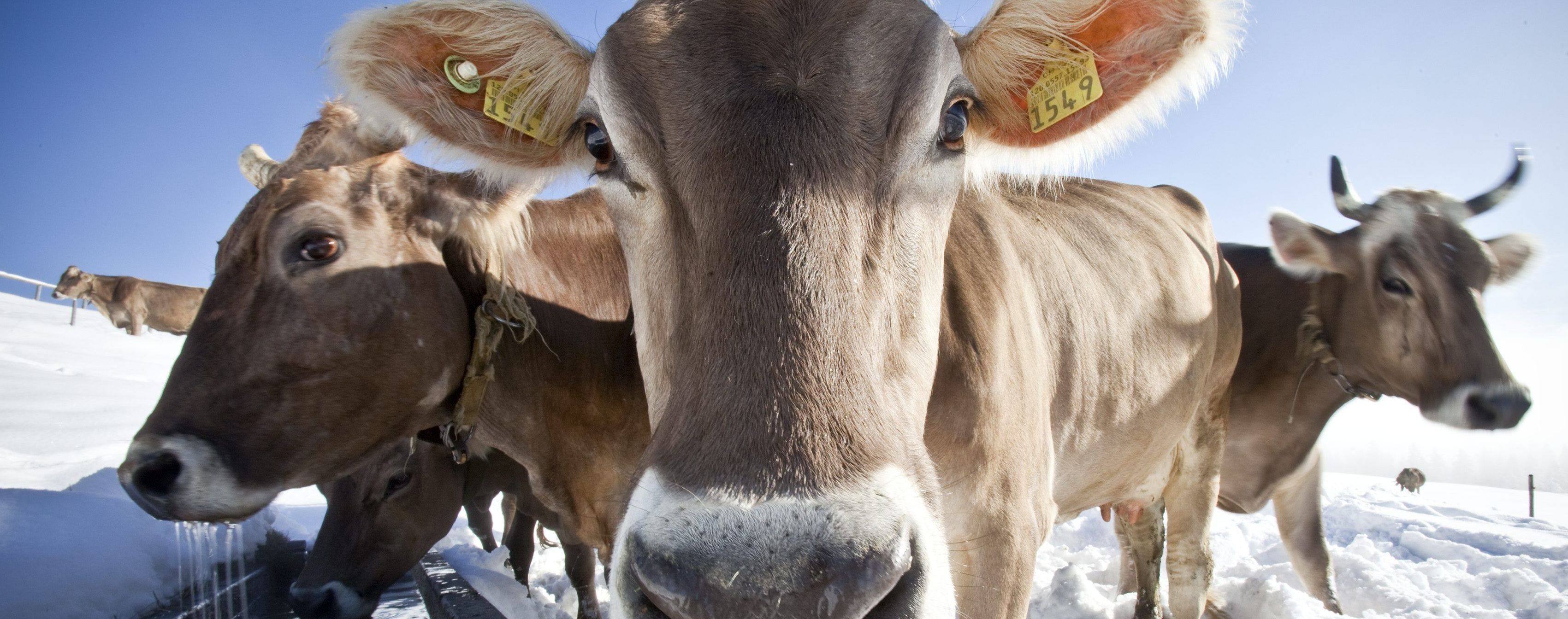 В Британии появился Tinder для коров. Фермеры в восторге