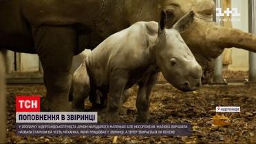 Новини світу: у зоопарку Нідерландів народилося біле носороженя і вже активно пізнає світ