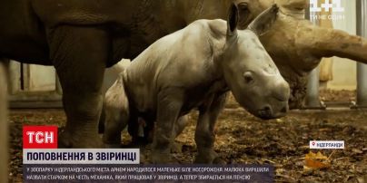 Новости мира: в зоопарке Нидерландов родился белый носорог и уже активно познает мир
