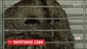 Львовянин спас травмированную сову, что рисковала попасть под колеса авто