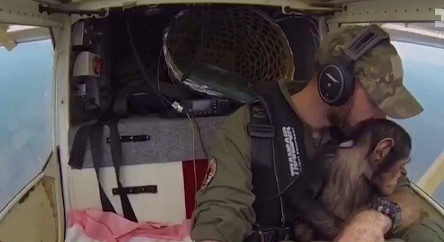 Врятований від браконьєрів шимпанзе здійснив вражаючу подорож на літаку