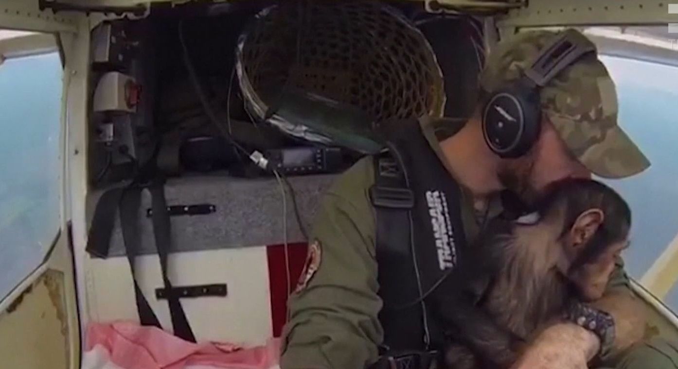 Спасенный от браконьеров шимпанзе совершил впечатляющее путешествие на самолете