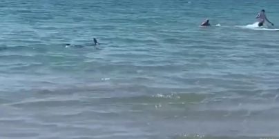 Акула на пляжі налякала туристів в Іспанії