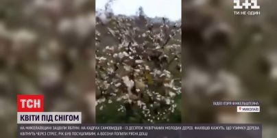В Николаевской области зацвели яблони