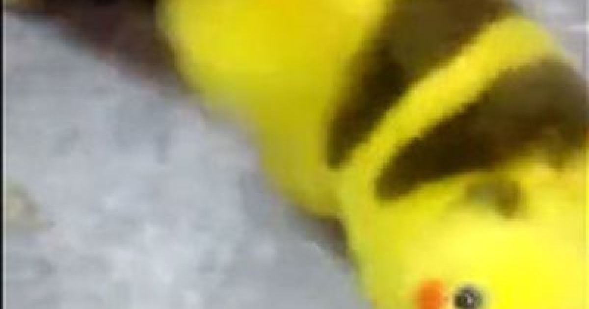 Фанат Pokemon GO превратил свою собаку на Пикачу