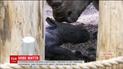 В голландском зоопарке родился детеныш носорога