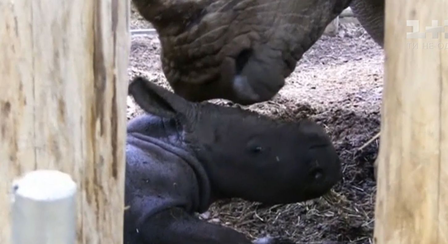 У голландському зоопарку народилося носороженя