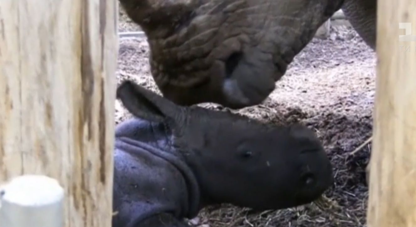 В голландском зоопарке родился детеныш носорога