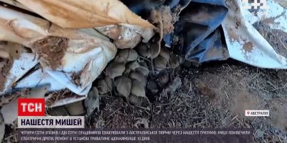 Новини світу: мишача чума Австралії – гризуни витіснили в'язнів із виправного закладу