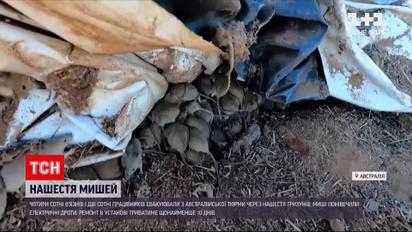 Новини світу: мишача чума Австралії – гризуни витіснили в'язнів із виправного закладу