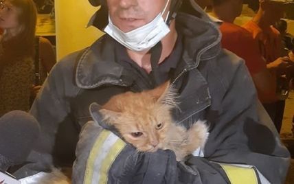 У Дрогобичі рятувальники з-під завалів будинку витягли кота