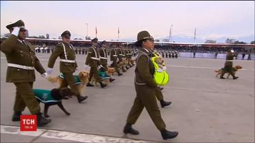 Служебные собаки и щенки стали украшением военного парада в Чили