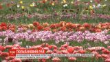 Тюльпановий рай: на Волині фермер засадив квітами три гектари поля